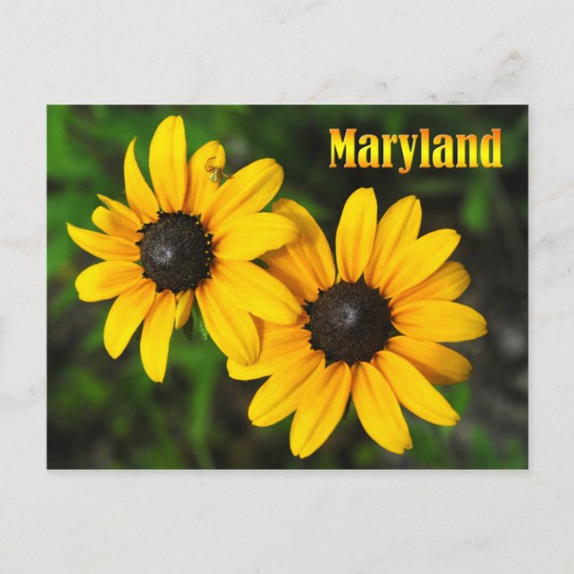 Maryland State Flower: Black-eyed Susan Vykort (Framsida)