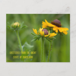 Maryland State Flower Vykort