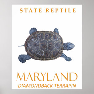 Maryland Territorium Reptile of Freshwater Turtle Poster