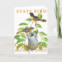 Maryland Territory Bird the Icterus galbula