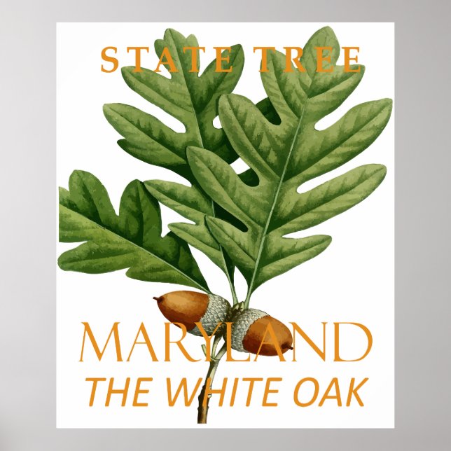 Maryland Territory Träd Vita Oak Poster (Framsidan)