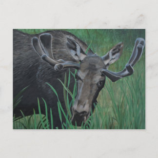 Marysville Moose-vykort Vykort