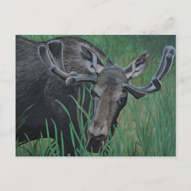 Marysville Moose-vykort Vykort (Framsida)