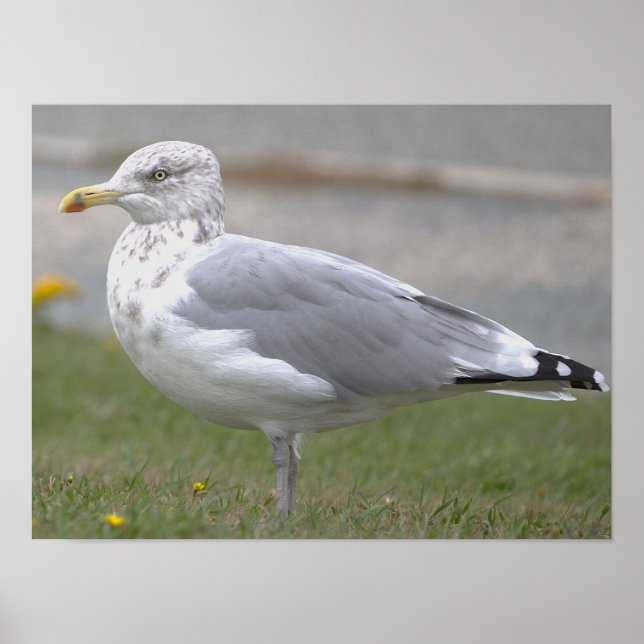 Mås Fotoposter Poster (Framsidan)