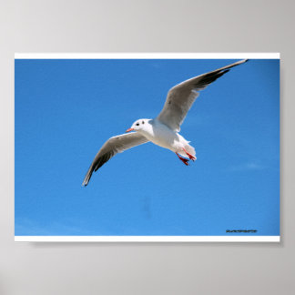Mås i flykt i blå himmel - na poster