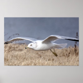Mås i flykt poster