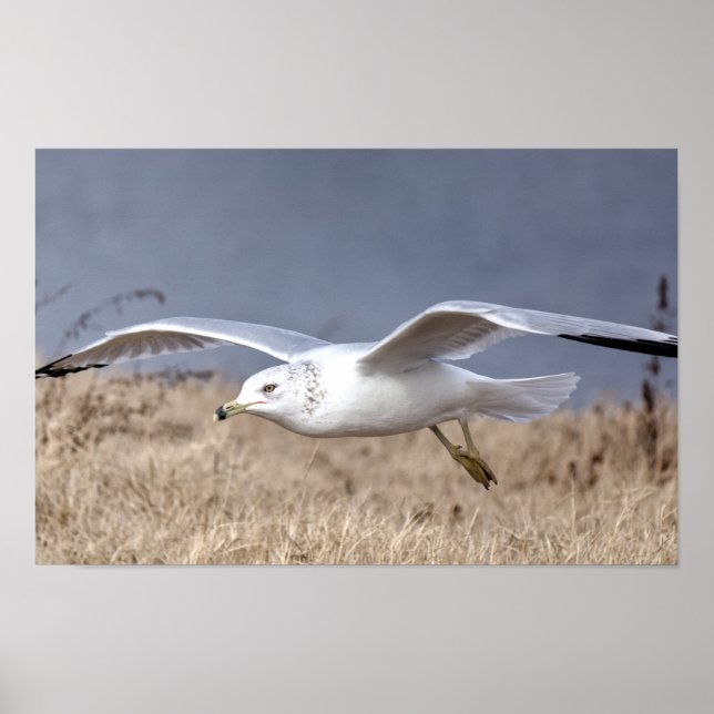 Mås i flykt poster (Framsidan)