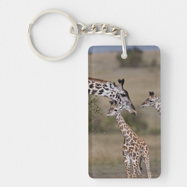Masai-giraff (Giraffa tippelskirchi) (Framsidan)