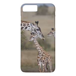Masai-giraff (Giraffa tippelskirchi)
