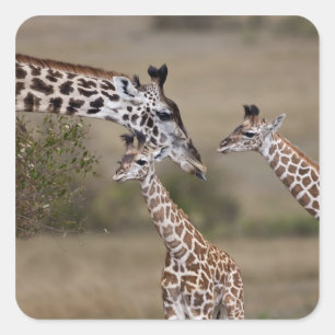 Masai-giraff (Giraffa tippelskirchi) Fyrkantigt Klistermärke