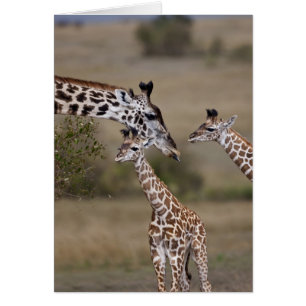 Masai-giraff (Giraffa tippelskirchi) Hälsningskort