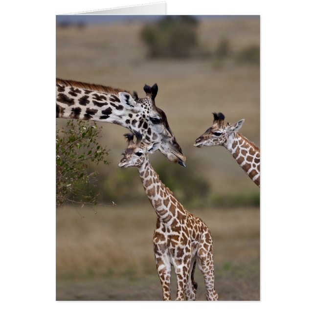Masai-giraff (Giraffa tippelskirchi) Hälsningskort (Framsidan)