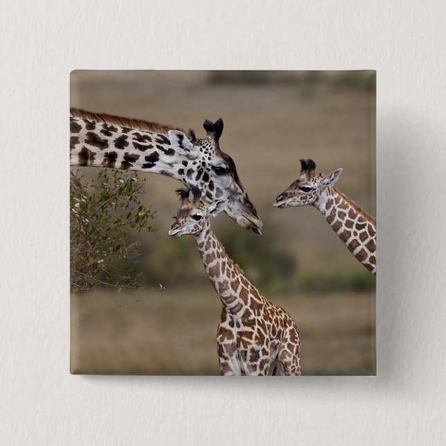 Masai-giraff (Giraffa tippelskirchi) Knapp (Framsida)