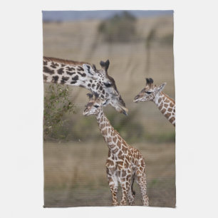 Masai-giraff (Giraffa tippelskirchi) Kökshandduk