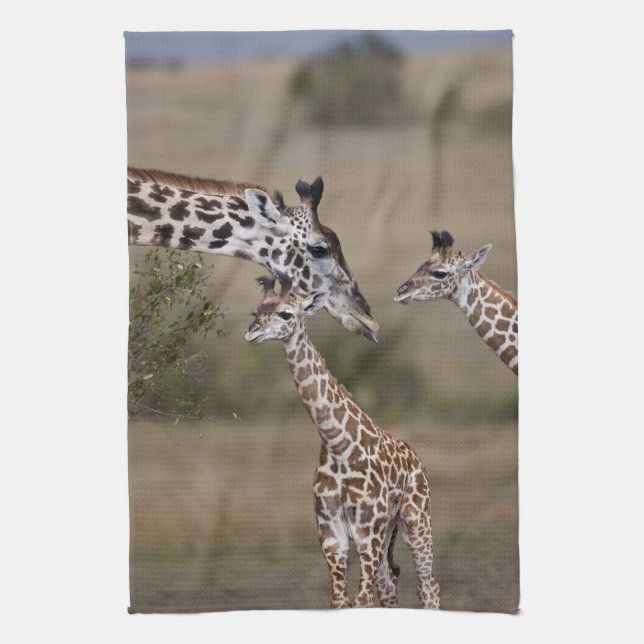 Masai-giraff (Giraffa tippelskirchi) Kökshandduk (Vertikal)
