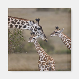 Masai-giraff (Giraffa tippelskirchi) Magnet