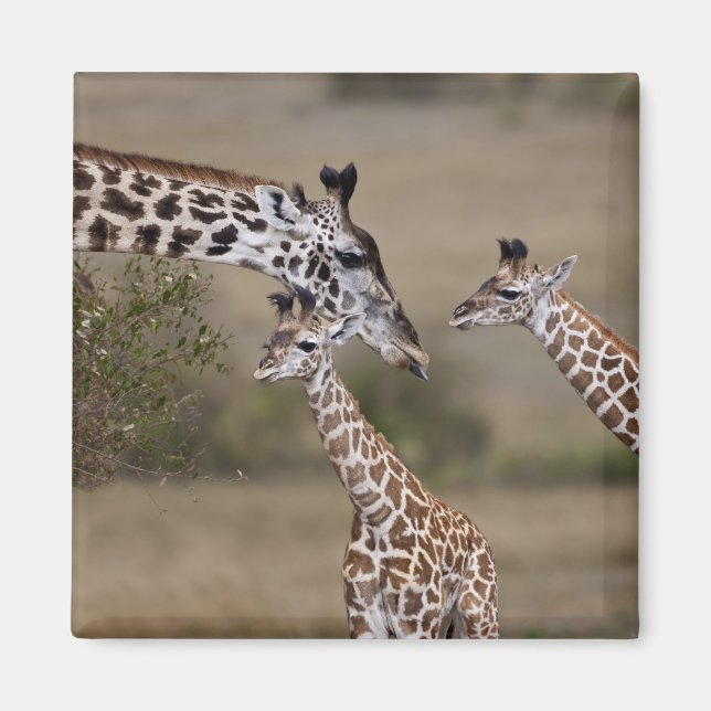 Masai-giraff (Giraffa tippelskirchi) Magnet (Framsidan)