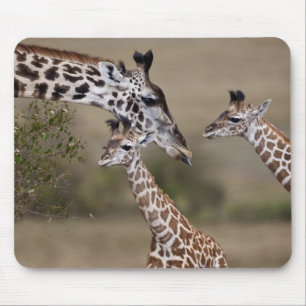 Masai-giraff (Giraffa tippelskirchi) Musmatta