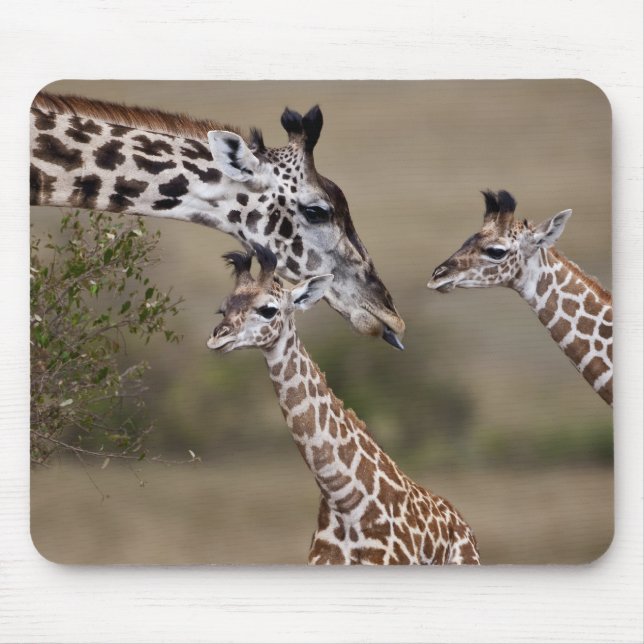 Masai-giraff (Giraffa tippelskirchi) Musmatta (Framsidan)