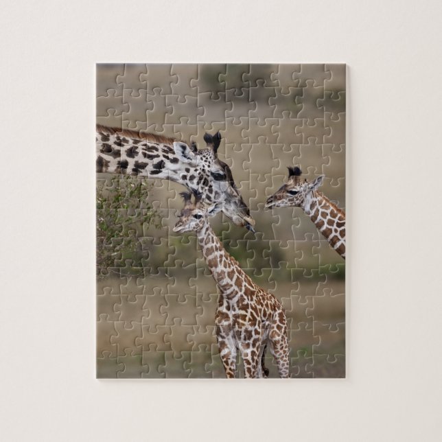 Masai-giraff (Giraffa tippelskirchi) Pussel (Vertikal)