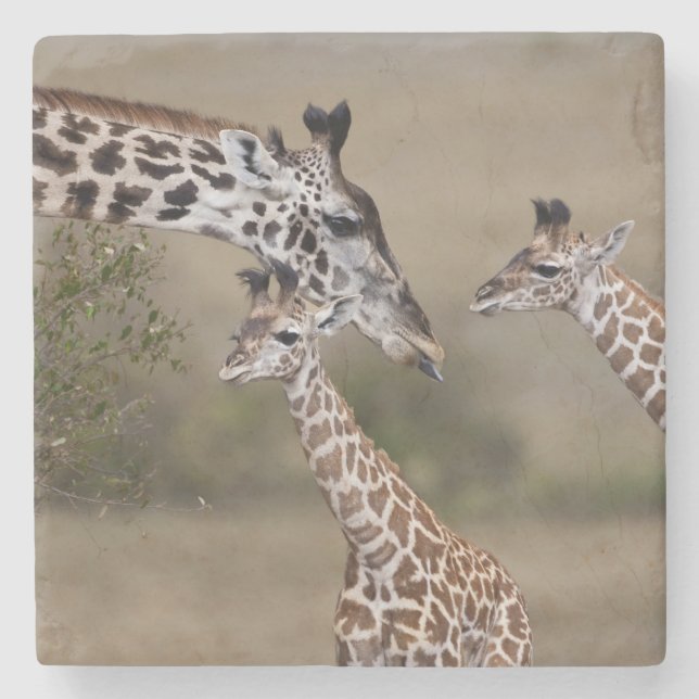 Masai-giraff (Giraffa tippelskirchi) Underlägg Sten (Framsidan)