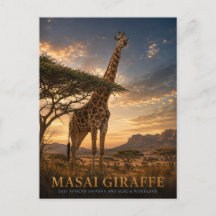 Masai-Giraff Savannah DJUR