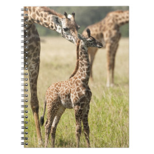 Masai-giraffer, Giraffa camelopardalis 2 Anteckningsbok