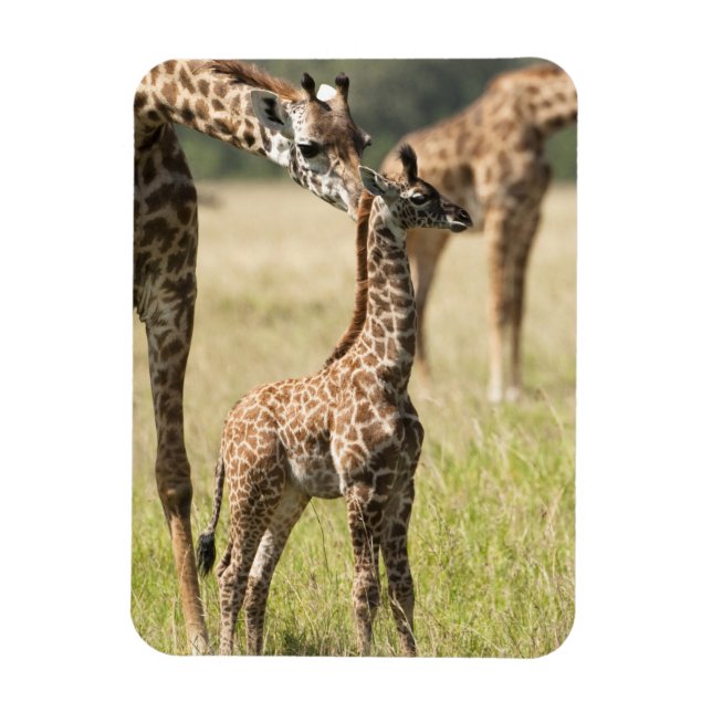Masai-giraffer, Giraffa camelopardalis 2 Magnet (Vertikal)