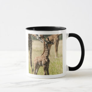 Masai-giraffer, Giraffa camelopardalis 2 Mugg