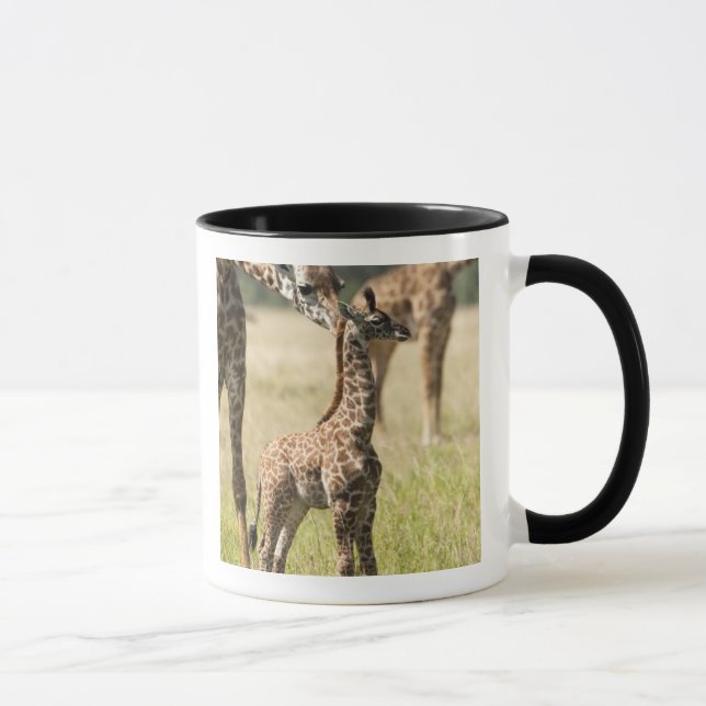 Masai-giraffer, Giraffa camelopardalis 2 Mugg (Höger)