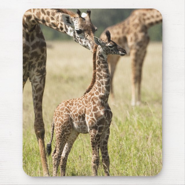 Masai-giraffer, Giraffa camelopardalis 2 Musmatta (Framsidan)