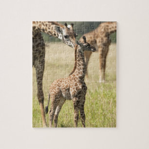 Masai-giraffer, Giraffa camelopardalis 2 Pussel