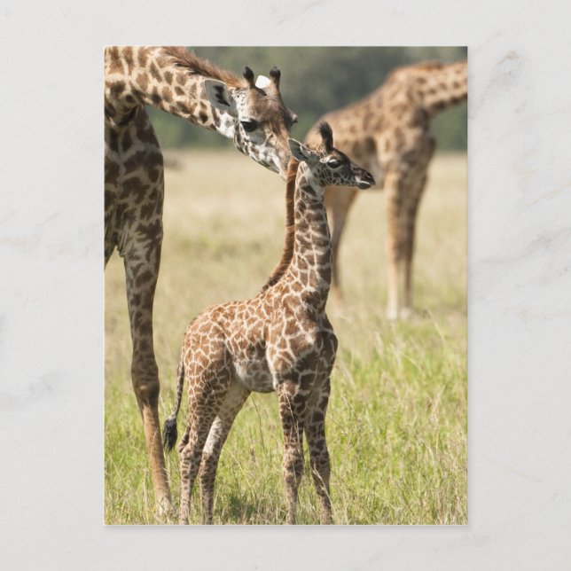 Masai-giraffer, Giraffa camelopardalis 2 Vykort (Framsida)