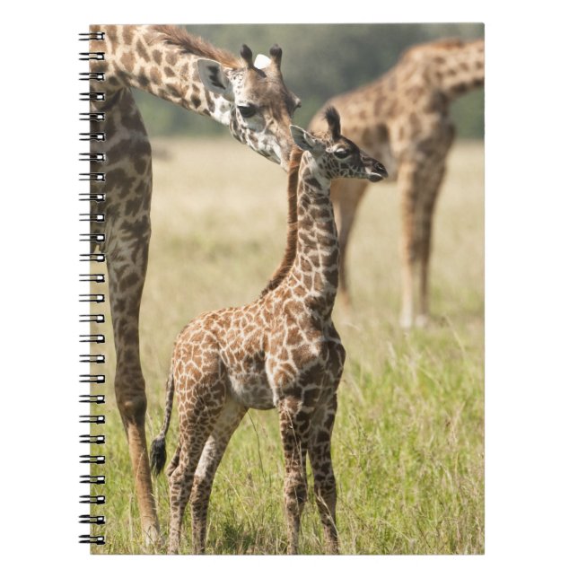 Masai giraffes, Giraffa camelopardalis 2 Anteckningsbok (Framsidan)