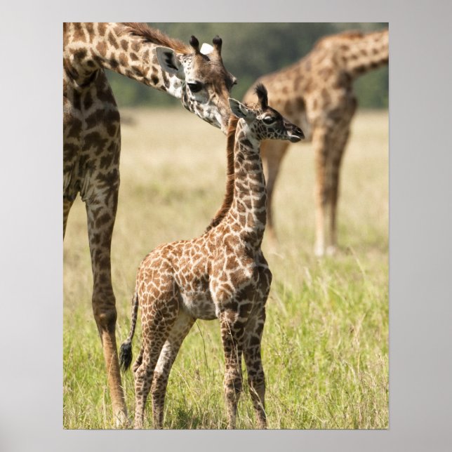 Masai giraffes, Giraffa camelopardalis 2 Poster (Framsidan)
