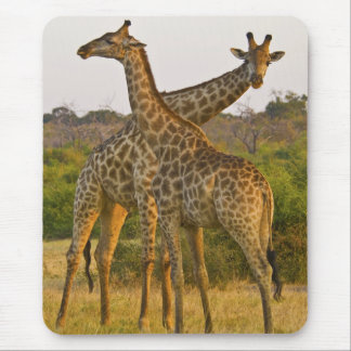 Masai Giraffes Kenyas Afrika mousserande Musmatta