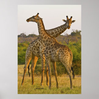 Masai Giraffes Kenyas Afrika poster