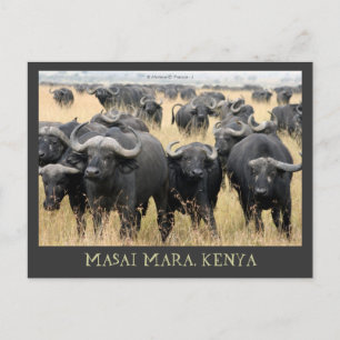 Masai Mara African Buffaloes Kenya Postcard Vykort