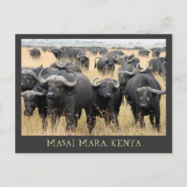 Masai Mara African Buffaloes Kenya Postcard Vykort (Framsida)