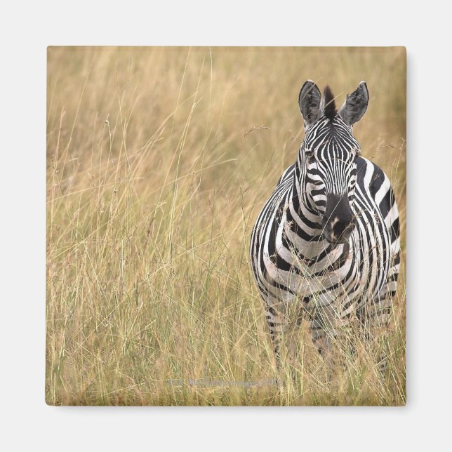 Masai Mara, Kenya Magnet (Framsidan)