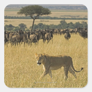 Masai Mara National Reserve, Kenya, Afrika Fyrkantigt Klistermärke