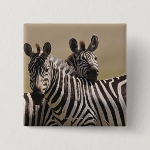 Masai Mara National Reserve, Kenya, juli 2005 3 Knapp