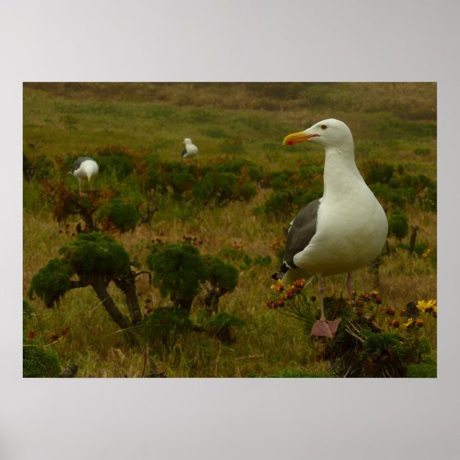 Måsar på Anacapa Island Poster (Framsidan)