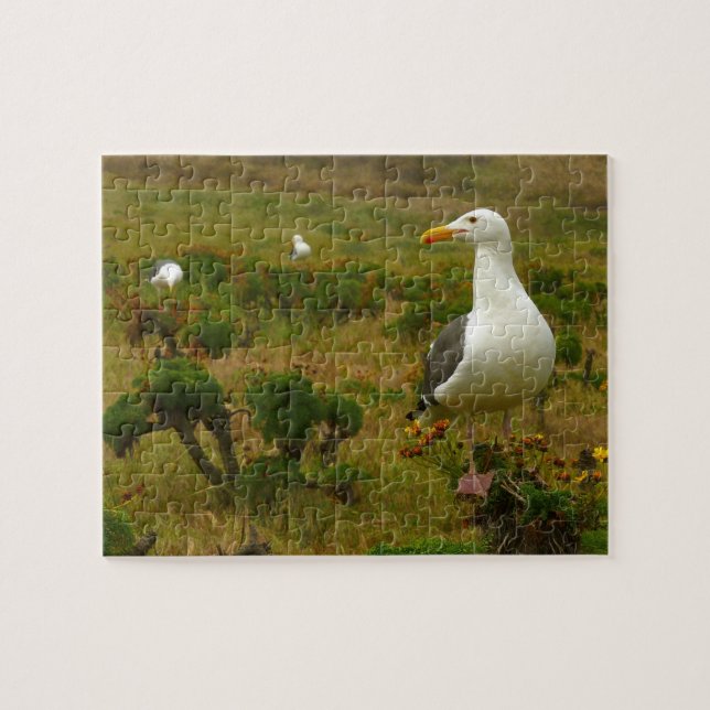 Måsar på Anacapa Island Pussel (Horisontell)