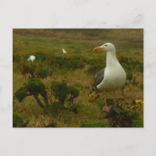 Måsar på Anacapa Island Vykort
