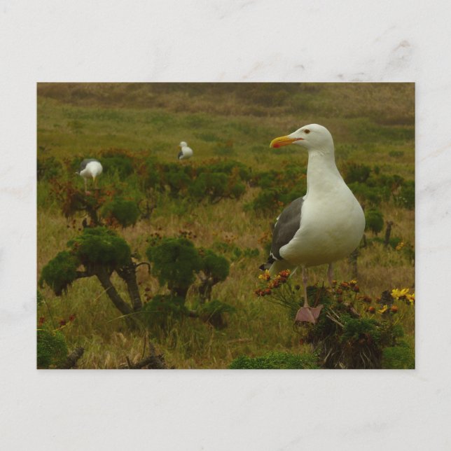 Måsar på Anacapa Island Vykort (Framsida)