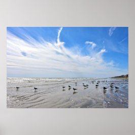 Måsar på en strand på Galveston Island, Texas Poster