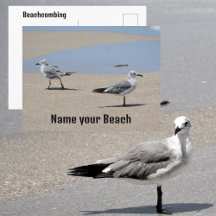Måsar på strand kust Anpassningsbara