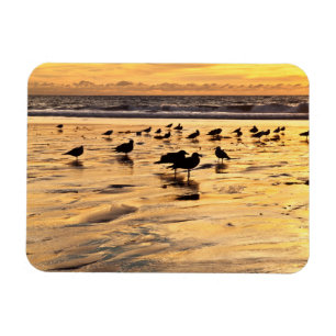 Måsar på strand vid solnedgång magnet