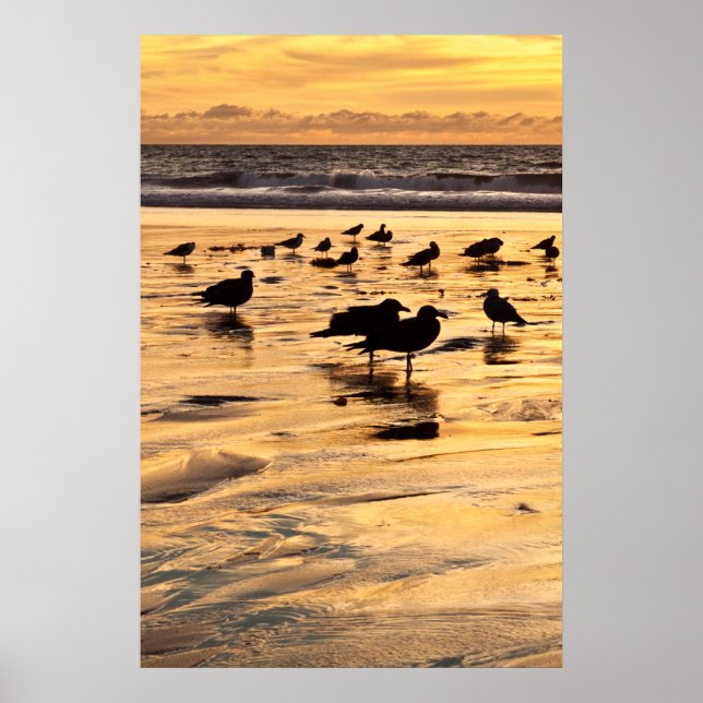 Måsar på stranden vid solnedgång poster (Framsidan)